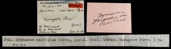 Media type: image;   Malacology 160197 Aspect: labels